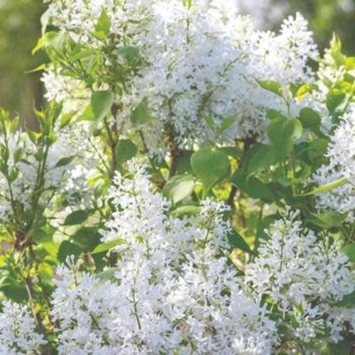 Lilac, Syringa vulgaris 'G13103' New Ageâ„¢ White (White) 3G