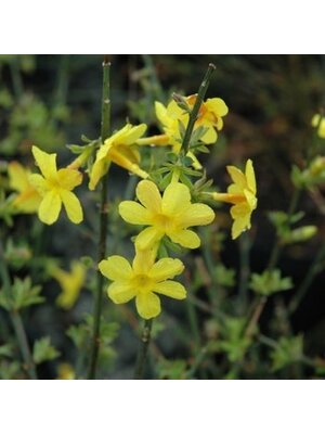 Winter Jasmine, Jasminum nudiflorum 3G