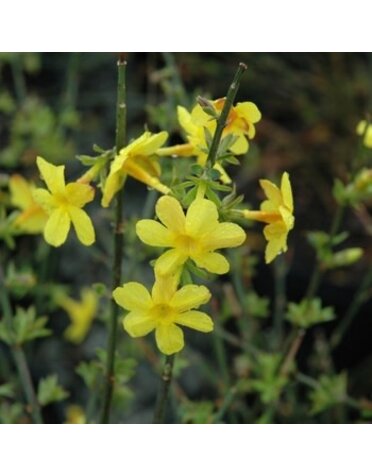 Winter Jasmine, Jasminum nudiflorum 3G