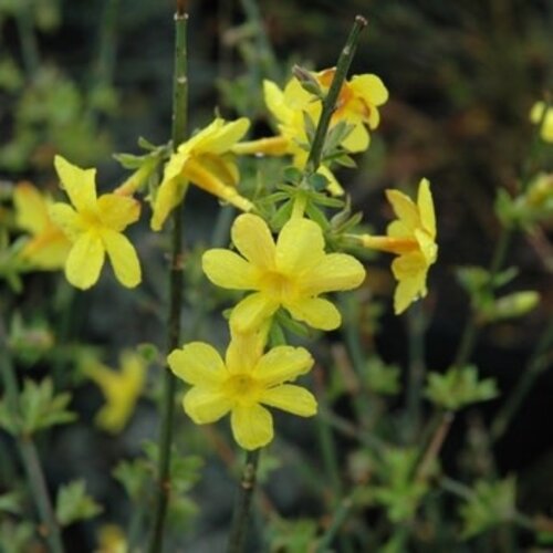 Winter Jasmine, Jasminum nudiflorum 3G