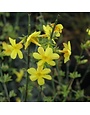 Winter Jasmine, Jasminum nudiflorum 3G