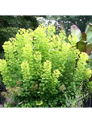 Smoke Bush, Cotinus coggygria 'Golden Spirit' 10G
