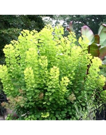 Smoke Bush, Cotinus coggygria 'Golden Spirit' 10G