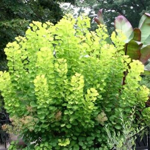 Smoke Bush, Cotinus coggygria 'Golden Spirit' 10G