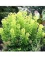 Smoke Bush, Cotinus coggygria 'Golden Spirit' 10G