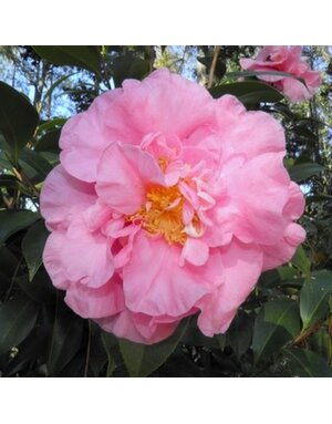 Camellia, Camellia japonica 'April Remembered' 3G