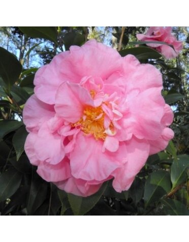 Camellia, Camellia japonica 'April Remembered' 3G