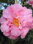 Camellia, Camellia japonica 'April Remembered' 3G