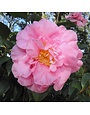 Camellia, Camellia japonica 'April Remembered' 3G