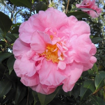 Camellia, Camellia japonica 'April Remembered' 3G