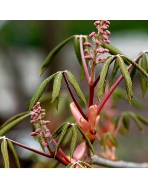 Buckeye, Aesculus pavia 'Red Buckeye' 3G NATIVE