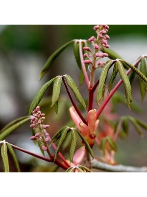 Buckeye, Aesculus pavia 'Red Buckeye' 3G NATIVE