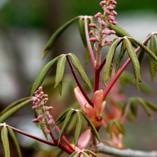 Buckeye, Aesculus pavia 'Red Buckeye' 3G NATIVE