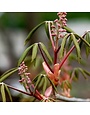 Buckeye, Aesculus pavia 'Red Buckeye' 3G NATIVE