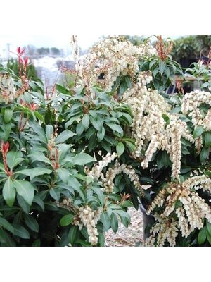 Andromeda, Pieris japonica 'Mountain Fire' 2G
