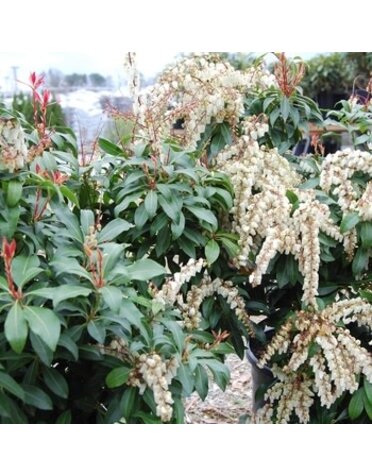 Andromeda, Pieris japonica 'Mountain Fire' 2G