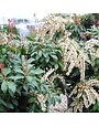 Andromeda, Pieris japonica 'Mountain Fire' 2G
