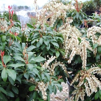 Andromeda, Pieris japonica 'Mountain Fire' 2G