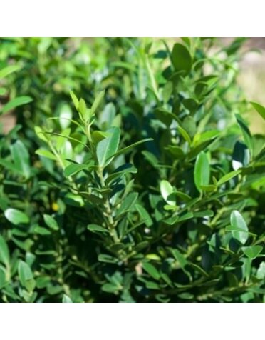 Holly, Ilex crenata 'Hoogendorn' 7G