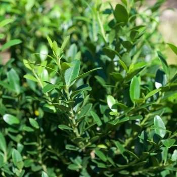Holly, Ilex crenata 'Hoogendorn' 7G