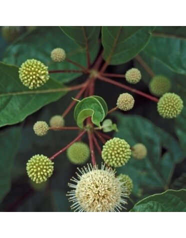 Proven Winner Buttonbush, Cephalanthus occidentalis 3G NATIVE