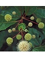 Proven Winner Buttonbush, Cephalanthus occidentalis 3G NATIVE
