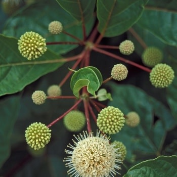 Proven Winner Buttonbush, Cephalanthus occidentalis 3G NATIVE