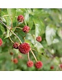 Proven Winner Buttonbush, Cephalanthus occidentalis 'SMCOSS' Sugar Shack® 3G NATIVE