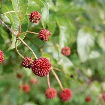 Proven Winner Buttonbush, Cephalanthus occidentalis 'SMCOSS' Sugar Shack® 3G NATIVE