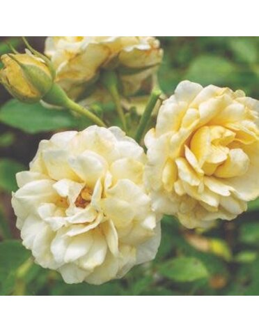 Rose, Drift, Rosa ‘Meidevi’ Buttercream Drift® 3G