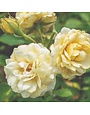 Rose, Drift, Rosa ‘Meidevi’ Buttercream Drift® 3G