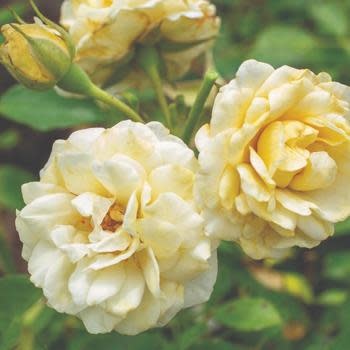 Rose, Drift, Rosa ‘Meidevi’ Buttercream Drift® 3G