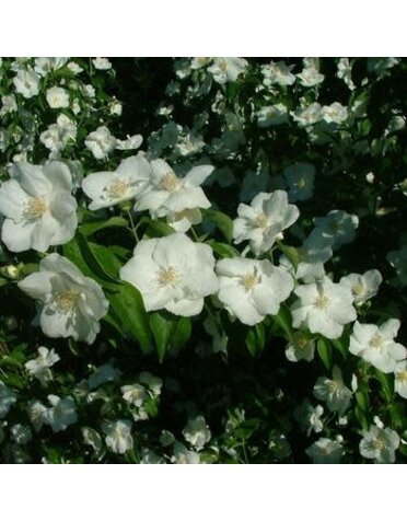 Mock Orange, Philadelphus coronarius 'Sweet Mock Orange' 3G
