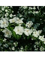 Mock Orange, Philadelphus coronarius 'Sweet Mock Orange' 3G
