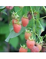 Raspberry, Rubus idaeus var. strigosus 'Fall Gold' 1G