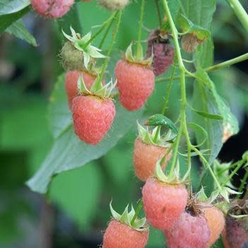 Raspberry, Rubus idaeus 'Caroline' 1G