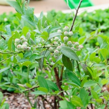 Blueberry, Vaccinium ashei 'Columbus' 3G