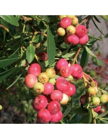Blueberry, Vaccinium ashei 'Pink Lemonade' 1G