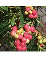 Blueberry, Vaccinium ashei 'Pink Lemonade' 1G