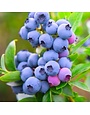 Blueberry, Vaccinium corymbosum 'Oneal' 3G