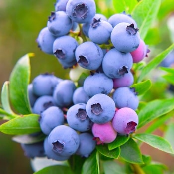 Blueberry, Vaccinium corymbosum 'Oneal' 3G