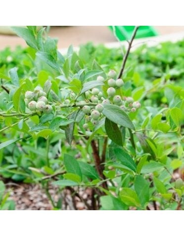Blueberry, Vaccinium corymbosum 'Legacy' 3G NATIVE