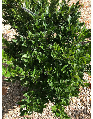 Privet, Ligustrum japonicum 'Recurvifolium' Curled Leaf Privet 3g