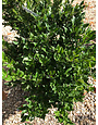 Privet, Ligustrum japonicum 'Recurvifolium' Curled Leaf Privet 3g