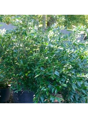 Privet, Ligustrum japonicum 'East Bay' 5G