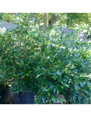 Privet, Ligustrum japonicum 'East Bay' 5G