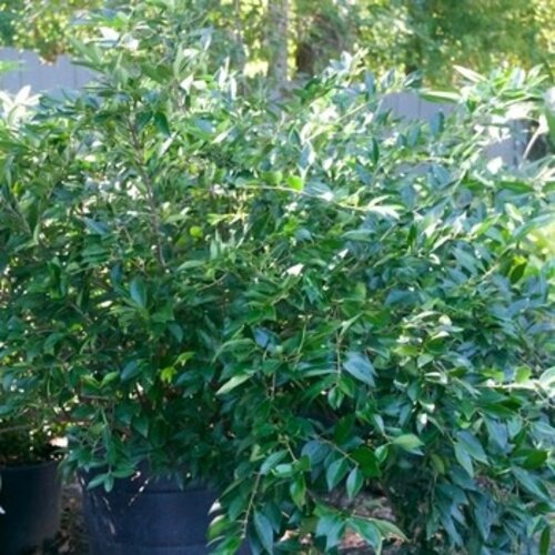 Privet, Ligustrum japonicum 'East Bay' 5G