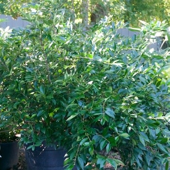 Privet, Ligustrum japonicum 'East Bay' 5G