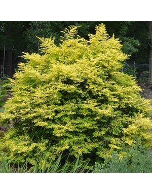 Privet, Ligustrum sinense 'Sunshine' 3G