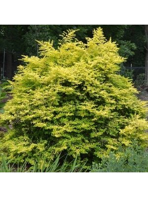 Privet, Ligustrum sinense 'Sunshine' 3G